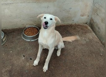 junger Retriever Mischlings-Rüde Taio sucht ein Zuhause