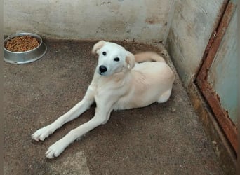 junger Retriever Mischlings-Rüde Taio sucht ein Zuhause