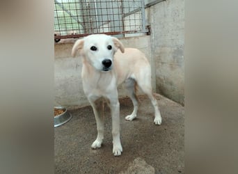 junger Retriever Mischlings-Rüde Taio sucht ein Zuhause