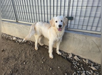 Nicolino: Mini-Retriever verzaubert mit guter Launr