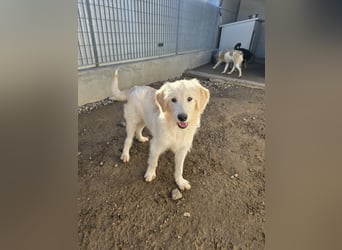 Nicolino: Mini-Retriever verzaubert mit guter Launr