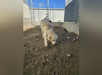 Nicolino: Mini-Retriever verzaubert mit guter Launr