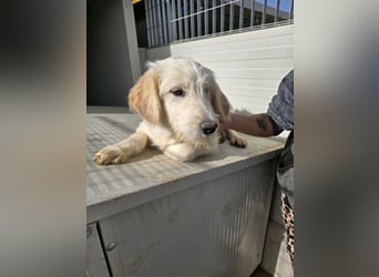 Nicolino: Mini-Retriever verzaubert mit guter Launr