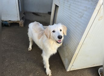 Nicolino: Mini-Retriever verzaubert mit guter Launr