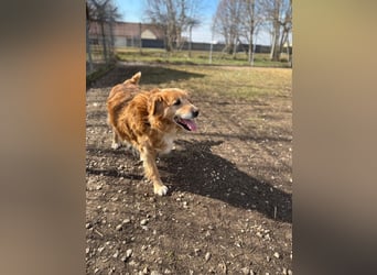 Die Besitzerin von Morzsi  verstarb und niemand konnte den Hund aufnehmen !