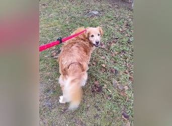 Die Besitzerin von Morzsi  verstarb und niemand konnte den Hund aufnehmen !