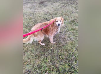 Die Besitzerin von Morzsi  verstarb und niemand konnte den Hund aufnehmen !