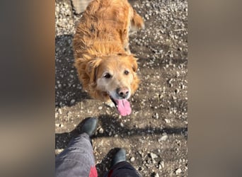 Die Besitzerin von Morzsi  verstarb und niemand konnte den Hund aufnehmen !