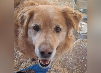 Die Besitzerin von Morzsi  verstarb und niemand konnte den Hund aufnehmen !