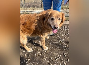 Die Besitzerin von Morzsi  verstarb und niemand konnte den Hund aufnehmen !