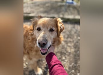 Die Besitzerin von Morzsi  verstarb und niemand konnte den Hund aufnehmen !