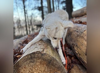 Dobby ein wundervolles Wesen