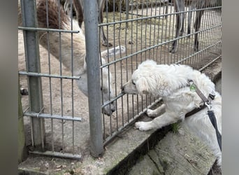 Dobby ein wundervolles Wesen