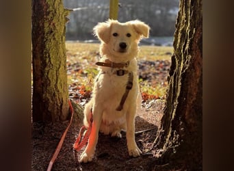 Dobby ein wundervolles Wesen