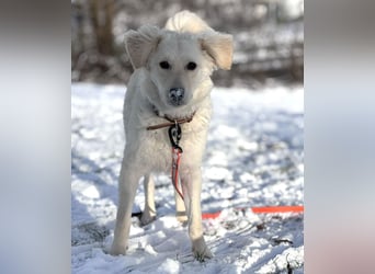 Dobby ein wundervolles Wesen