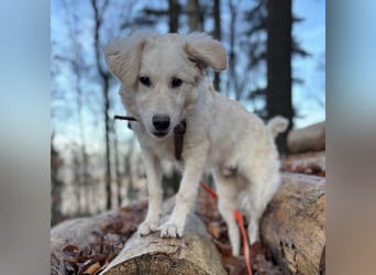 Dobby ein wundervolles Wesen