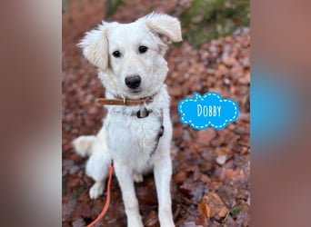 Dobby ein wundervolles Wesen