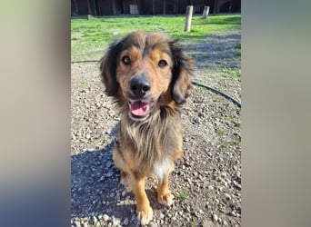 SHAWN ca. 3 J.  freundl. Retriever-mix-Rüde sucht Zuhause