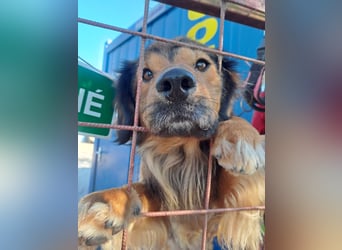 SHAWN ca. 3 J.  freundl. Retriever-mix-Rüde sucht Zuhause