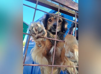 SHAWN ca. 3 J.  freundl. Retriever-mix-Rüde sucht Zuhause