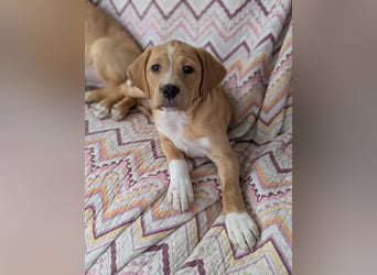 STELLA wird dein Herz im Sturm erobern!