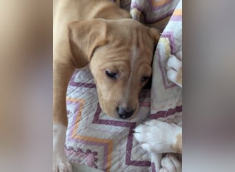 STELLA wird dein Herz im Sturm erobern!