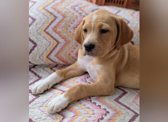 STELLA wird dein Herz im Sturm erobern!