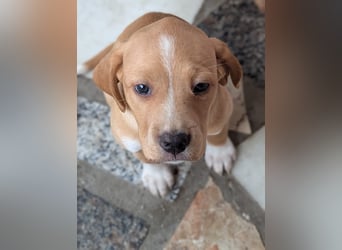 STELLA wird dein Herz im Sturm erobern!