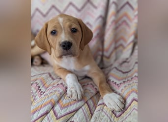 STELLA wird dein Herz im Sturm erobern!