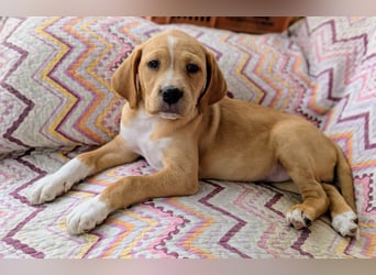 STELLA wird dein Herz im Sturm erobern!