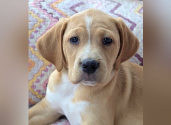 STELLA wird dein Herz im Sturm erobern!