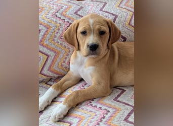 STELLA wird dein Herz im Sturm erobern!