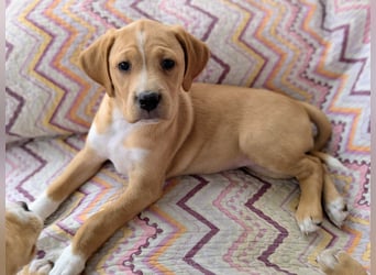 STELLA wird dein Herz im Sturm erobern!