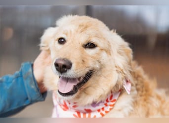 Lisa ❤️ goldige, so verschmuste Hündin