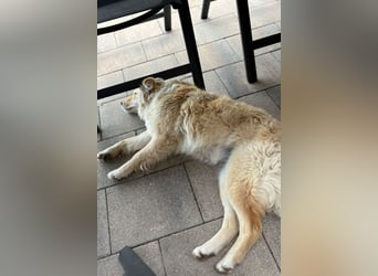 Lisa ❤️ wartet in 52224 Stolberg auf dich