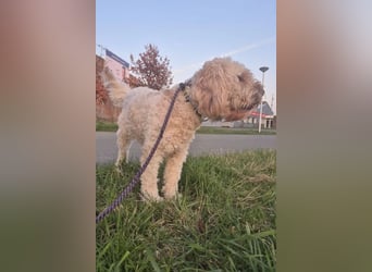 Coco ❤️ liebevolles, sensibles Mädchen