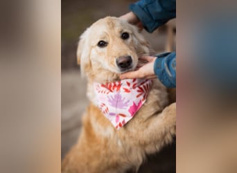 Lisa ❤️ goldige, so verschmuste Hündin