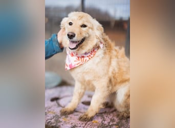 Lisa ❤️ goldige, so verschmuste Hündin