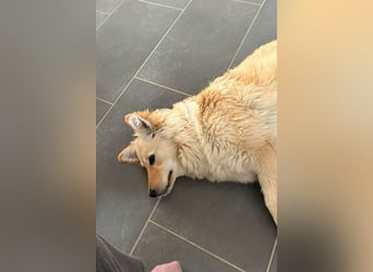 Lisa ❤️ wartet in 52224 Stolberg auf dich
