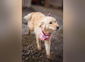 Lisa ❤️ goldige, so verschmuste Hündin