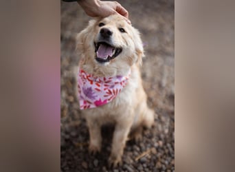 Lisa ❤️ goldige, so verschmuste Hündin