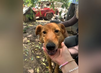 Villanyasz sucht Nähe