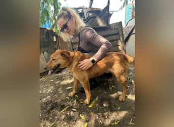 Villanyasz sucht Nähe