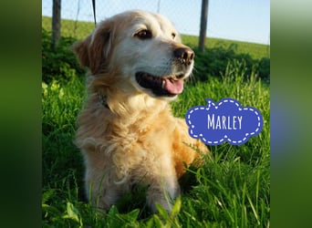 Marley ein Kuschelmonster