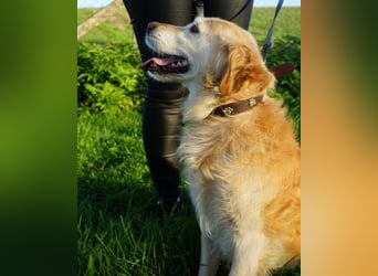 Marley braucht ein Zuhause