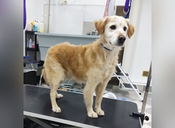 Marley ein Kuschelmonster