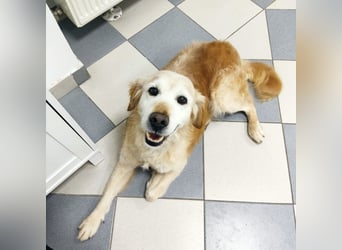 Marley braucht ein Zuhause