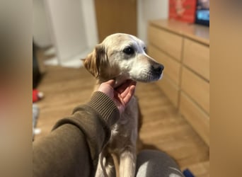 Marley braucht ein Zuhause