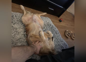 Marley braucht ein Zuhause