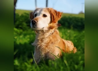 Marley braucht ein Zuhause